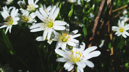 Close-up of white daisy flowers