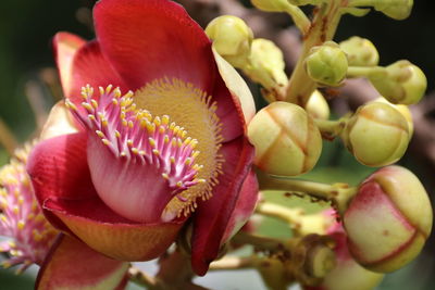 Close-up of flowering plant