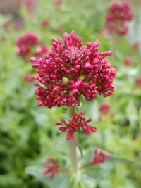 Close-up of pink flowers