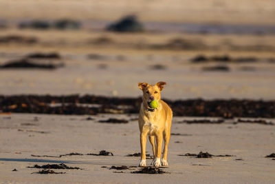 Portrait of a dog on beach