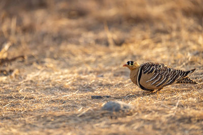 Close-up of a bird on land