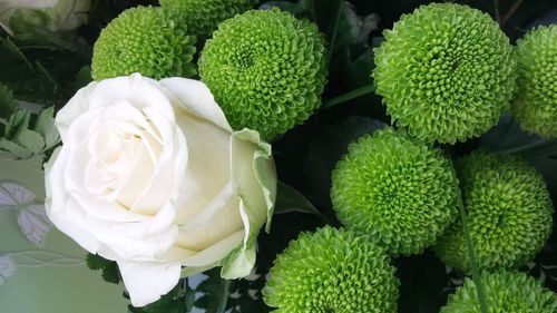 High angle view of white rose with green dahlias