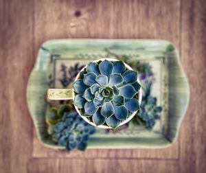 Directly above shot of succulent in mug on tray on wood.