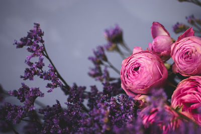 Close-up of pink roses