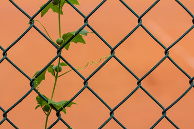 Full frame shot of chainlink fence