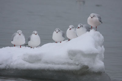 Seagulls on lake during winter