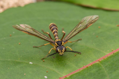 Close-up of insect on leaf