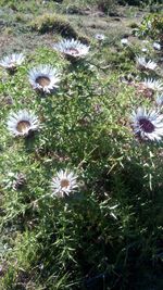 High angle view of flowers on field