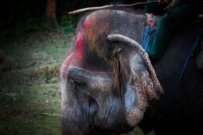 Close-up of elephant