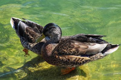 A closeup of two ducks swimming in the river. one duck shows off his head and the other his bacback.