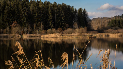 Scenic view of lake in forest against sky