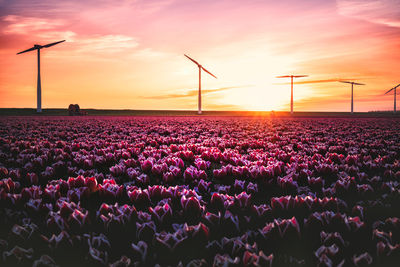 Scenic view of field against sky during sunset