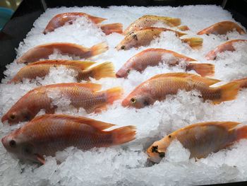 High angle view of fish for sale