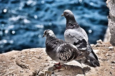 Bird on rock