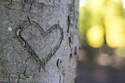 Close-up of heart shape tree trunk