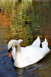 Swan floating on lake