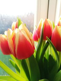 Close-up of red tulips