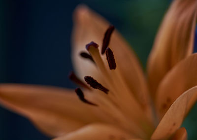 Close-up of orange flower blooming in park