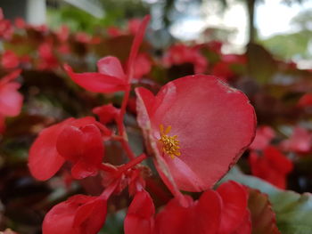 Close-up of red flowers