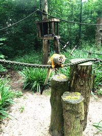 Squirrel eating on tree