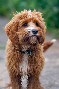 Close-up portrait of a dog