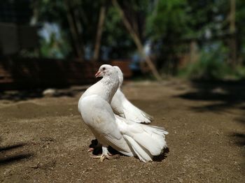 Pigeon perching on a land