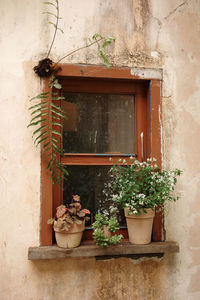 Potted plant against wall