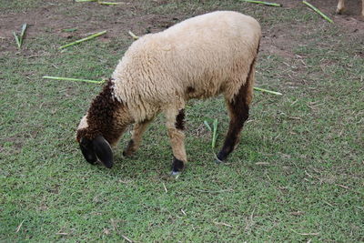 Sheep grazing in a field