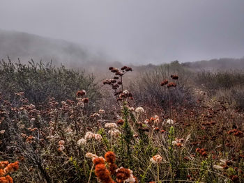 Panoramic view of flowering plants on field against sky