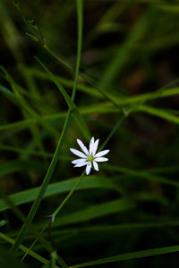 Close-up of white flowering plant