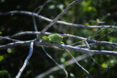 Close-up of grasshopper perching on branch