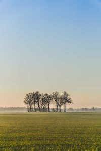 Scenic view of field against clear sky