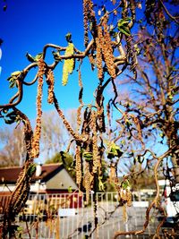 Low angle view of flowering plants against clear sky