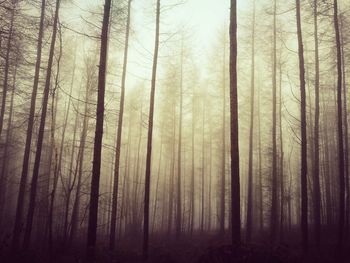 Trees in forest against sky