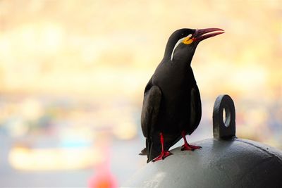 Close-up of bird perching