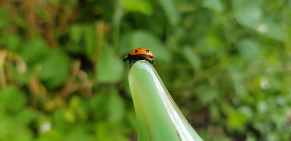 Close-up of ladybug on leaf against blurred background