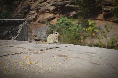 View of a cat sitting on rock