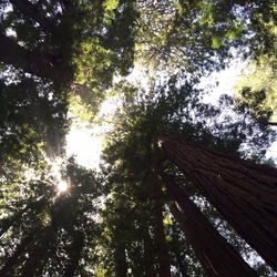 Low angle view of tree trunk