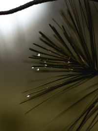 Close-up of water drops on pine tree