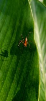 Close-up of insect on leaf