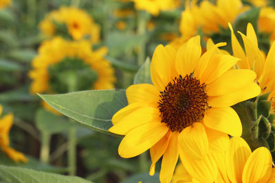 Close-up of yellow flowering plant