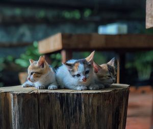 Portrait of cats relaxing on wood