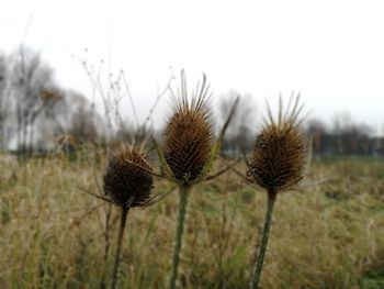 Close-up of thistle on field against sky