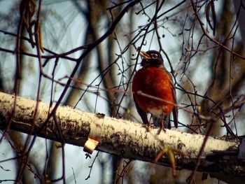 Bird perching on bare tree