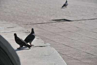 High angle view of pigeon perching on footpath