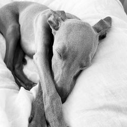 High angle view of dog sleeping on bed