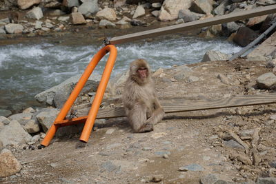 High angle view of monkey sitting on rock