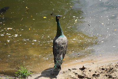 High angle view of bird in lake