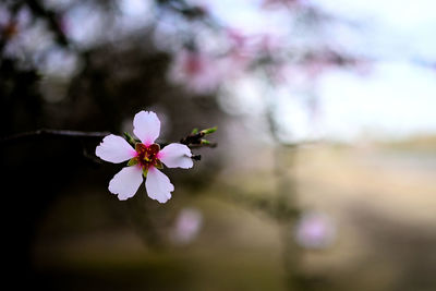 Close-up of pink cherry blossoms