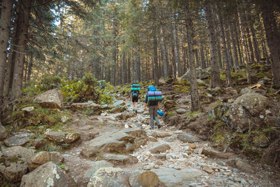 Rear view of backpackers walking in forest